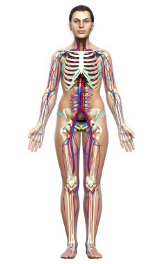 3D, kadın dolaşım ve iskelet sisteminin tıbben doğru çizimi.