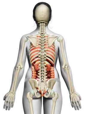 3D, kadın iç organlarının ve iskelet sisteminin tıbben doğru bir gösterimi.