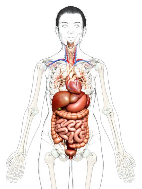 3D tıbbi olarak kadınların sindirim sisteminin ve kalbinin doğru bir gösterimi.