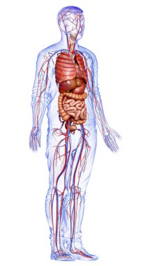 3D, kadın iç organlarının ve dolaşım sisteminin tıbben doğru bir çizimi.