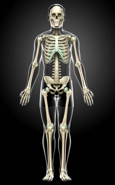 3D üretilmiş, tıbben doğru bir erkek iskelet sistemi.
