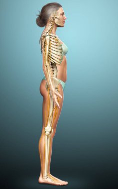 3D, bir kadın sinir sisteminin ve iskelet sisteminin tıbbi olarak doğru bir gösterimi.