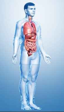 3D, erkek iç organlarının tıbben doğru çizimi. 