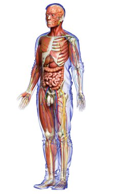 3D, tıbbi olarak erkek anatomisini doğruluyor.