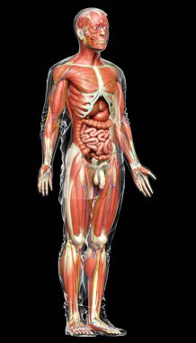 3D, tıbbi olarak erkek anatomisini doğruluyor.