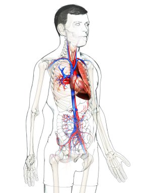 Erkek akciğer anatomisinin 3 boyutlu, tıbben doğru bir örneği.