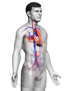 Erkek akciğer anatomisinin 3 boyutlu, tıbben doğru bir örneği.