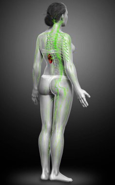 3D, tıbbi olarak bir kadın lenf sisteminin doğru bir çizimi.