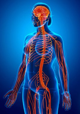 3D, tıbbi olarak bir kadın sinir sisteminin doğru bir örneği.