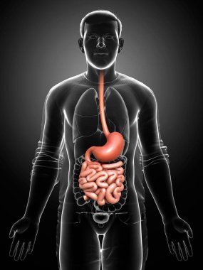 Erkek midesi ve ince bağırsağının 3 boyutlu, tıbben doğru bir çizimi.