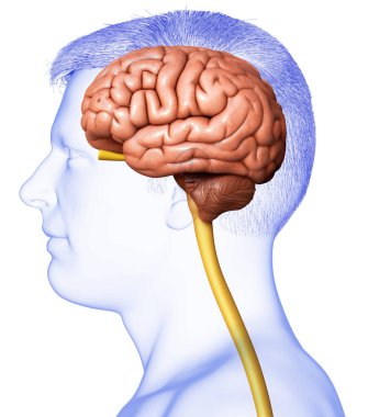 3D, erkek beyin anatomisini tıbben doğru gösteriyor.