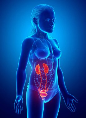 3 boyutlu, tıbben doğru çizilmiş genç kız vurgulanmış böbrekler ve idrar sistemi.