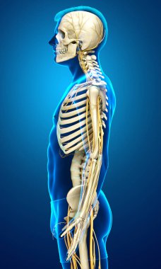 3D, sinir sistemi ve iskelet sisteminin tıbbi olarak doğru bir gösterimi.