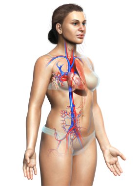 3 boyutlu, tıbbi olarak kadın akciğer anatomisini gösteriyor.