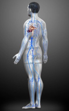 3D, erkek damar anatomisini tıbben doğru gösteriyor.