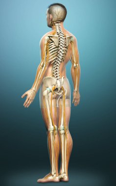 3D, sinir sistemi ve iskelet sisteminin tıbbi olarak doğru bir gösterimi.