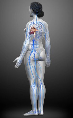 3D, kadın damar anatomisini tıbben doğru gösteriyor.
