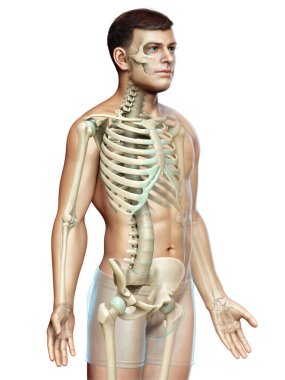 3D üretilmiş, tıbben doğru bir erkek iskelet sistemi.