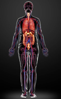 3D, kadın dolaşım sisteminin ve iç organlarının tıbben doğru bir gösterimi.