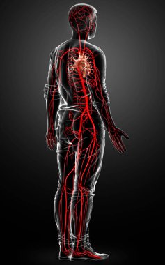 3D, erkek atardamarlarının tıbben doğru çizimi.