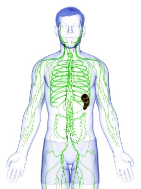 3D, erkek lenf sisteminin tıbben doğru bir çizimi.