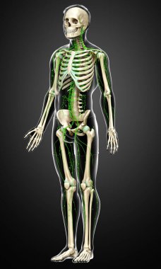 3D, erkek lenf sisteminin tıbben doğru bir çizimi.