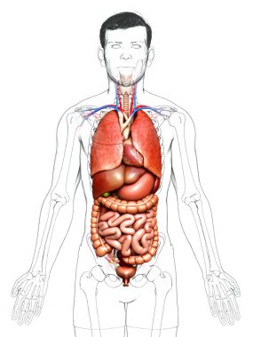 3D, iç organların tıbben doğru çizimi. 