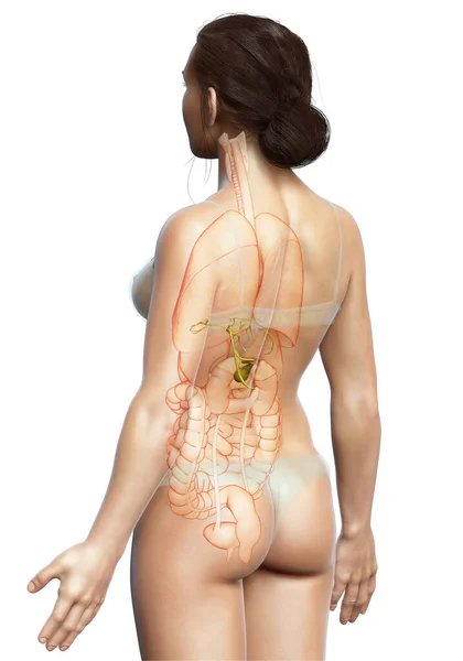 Reso Illustrazione Clinicamente Accurata Organi Femminili Anatomia Della Cistifellea — Foto Stock