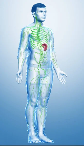 Gerenderte Medizinisch Genaue Darstellung Eines Männlichen Lymphsystems — Stockfoto