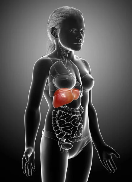 三维绘制的 医学上准确的年轻女孩肝脏解剖图像 — 图库照片