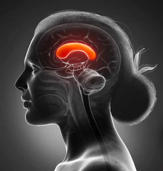 Renderizado Ilustração Medicamente Precisa Uma Anatomia Cérebro Feminino Corpus Frente — Fotografia de Stock