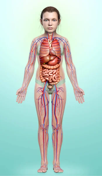 Medisch Nauwkeurige Illustratie Van Het Jonge Meisje Bloedsomloop Interne Organen — Stockfoto