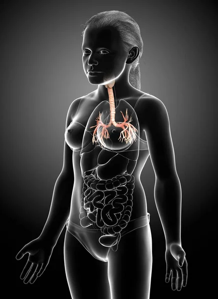 Ilustración Laringe Trachea Bronchi Parte Del Sistema Respiratorio —  Fotos de Stock