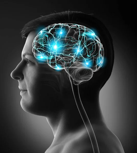 Renderizado Ilustración Médicamente Precisa Cerebro Activo Masculino — Foto de Stock