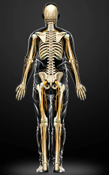 Lékařsky Přesné Ilustrace Nervového Systému Kosterního Systému — Stock fotografie