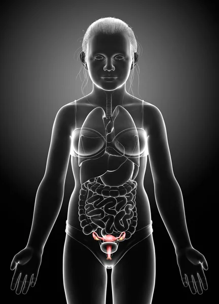 Gjorde Medicinskt Korrekt Illustration Ung Flicka Livmoder Anatomi — Stockfoto