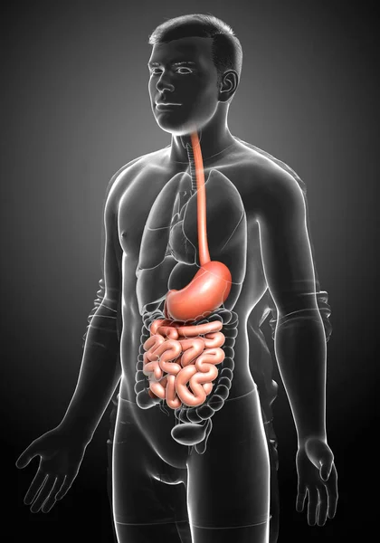 Rendered Medically Accurate Illustration Male Stomach Small Intestine — Stock Photo, Image