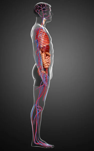 Reso Illustrazione Clinicamente Accurata Del Sistema Circolatorio Maschile Degli Organi — Foto Stock