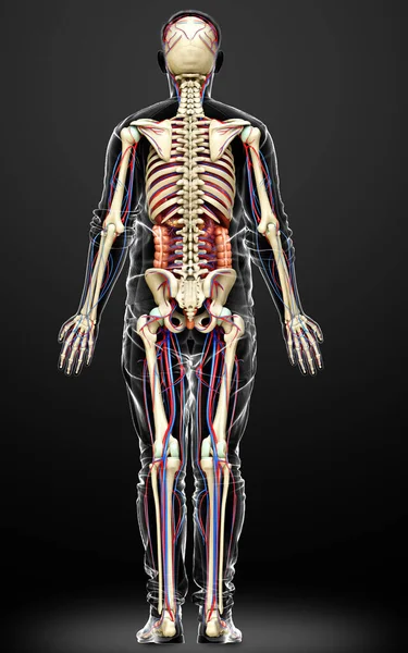 Gerenderte Medizinisch Korrekte Darstellung Der Männlichen Inneren Organe Des Skeletts — Stockfoto