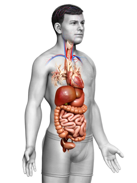 Rendu Illustration Médicalement Précise Système Digestif Masculin Cœur — Photo