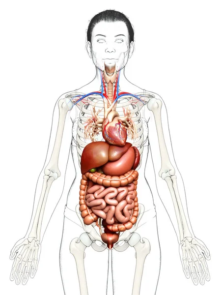 Renderowane Medycznie Dokładna Ilustracja Żeńskiego Układu Pokarmowego Serca — Zdjęcie stockowe