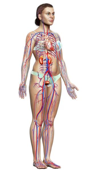 Weergegeven Medisch Nauwkeurige Illustratie Van Vrouwelijke Nieren Bloedsomloop — Stockfoto