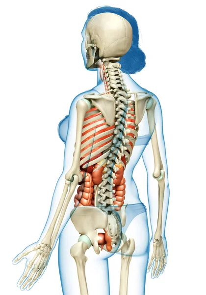 Rendered Medically Accurate Illustration Female Internal Organs Skeleton Syste — Stock Photo, Image