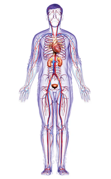 腎臓と循環器系の3Dレンダリング 医学的に正確なイラスト — ストック写真