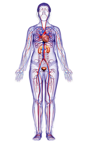 Reso Illustrazione Clinicamente Accurata Dei Reni Femminili Del Sistema Circolatorio — Foto Stock