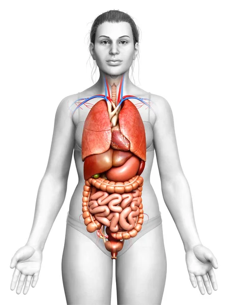 Medisch Nauwkeurige Illustratie Van Vrouwelijke Inwendige Organen — Stockfoto