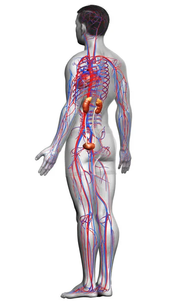 Rendered Medically Accurate Illustration Kidneys Circulatory System — Stock Photo, Image