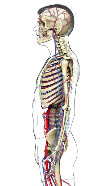 Renderizado Ilustración Médicamente Precisa Del Sistema Circulatorio Esquelético Masculino — Foto de Stock