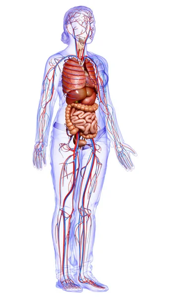 3D对女性循环系统和内部器官进行了准确的医学描述 — 图库照片