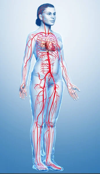 Renderizado Ilustración Médicamente Precisa Las Arterias Femeninas — Foto de Stock